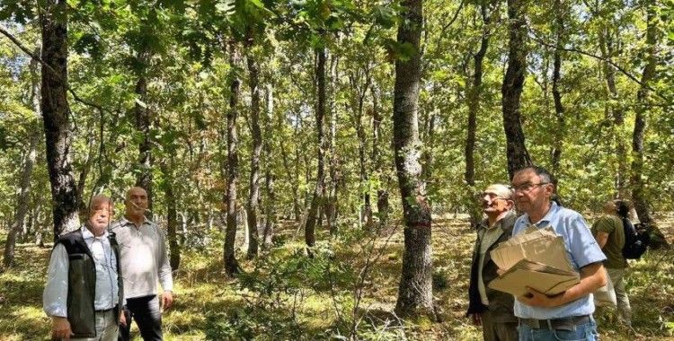 Balıkesir’de meşe ağaçları koruma altına alındı
