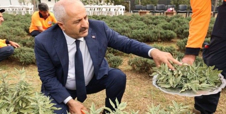 Şifa Kapısı’nda bitki hasadı
