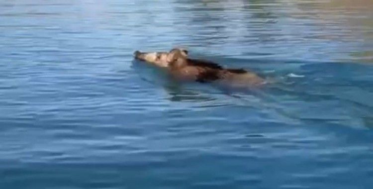 Baraj gölünde yüzen yaban domuzlarını gören vatandaşlar şaşkına döndü
