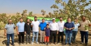 Diyarbakır'da fıstık hasadı başladı