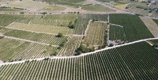 Elazığ'da 110 bin dekar alanda yetiştirilen üzüm birçok şehre gönderiliyor