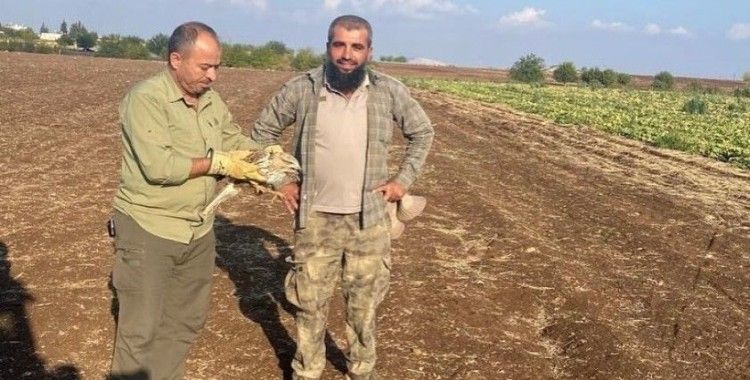 Yaralı şahin tedavi altına alındı
