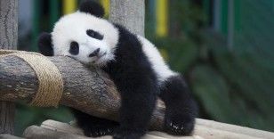 Çin Devlet Başkanı Şi, ABD'ye 'dostluk elçisi' olarak pandalar yollayacağını duyurdu