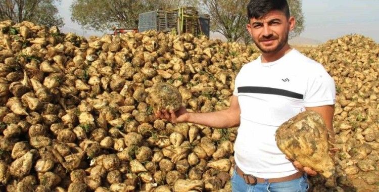 Kahramanmaraş’ta şeker pancarı hasadı başladı