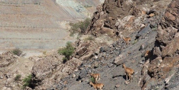 Nesli koruma altındaki yaban keçileri Yusufeli karayolunda görüntülendi
