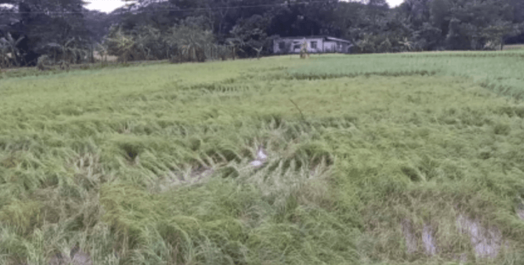 Bangladeş'te Midhili fırtınası: 3 ölü