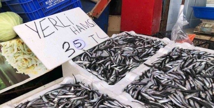 Karadeniz’de hamsi bolluğu sürüyor
