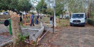 30 yıllık çınar ağacı fırtınada yıkıldı
