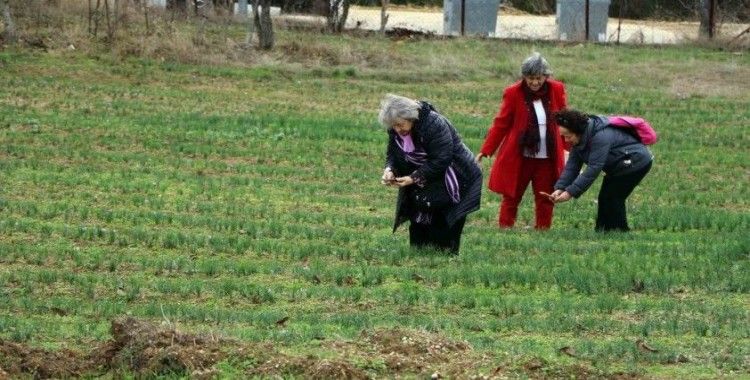 Safran tarlasını 40 günde 70 bin kişi ziyaret etti
