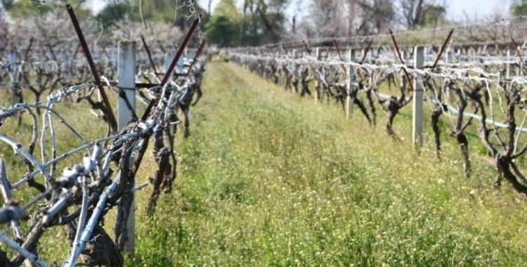 Manisa için zirai don uyarısı