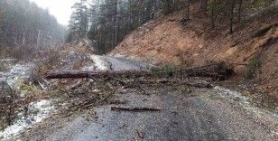 Devrilen ağaç köy yolunu ulaşıma kapattı
