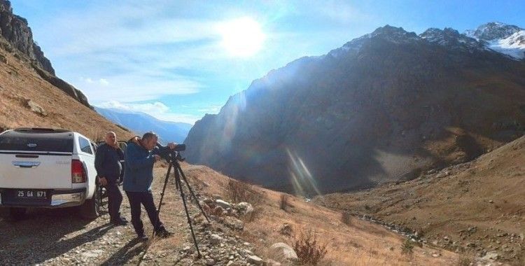 Çengel boynuzlu dağ keçileri takipte
