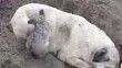 Aydın’da zehirlenme iddiası: Köpek ve yavruları telef oldu
