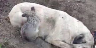 Aydın’da zehirlenme iddiası: Köpek ve yavruları telef oldu
