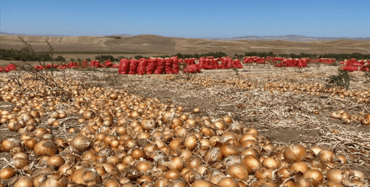 Kırşehir'de soğan ekim alanlarının artması planlanıyor