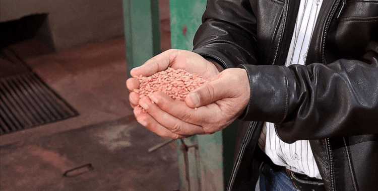 Buğday ve çavdar melezi 'tritikale' eken tarım işletmesi rekor verim elde etti