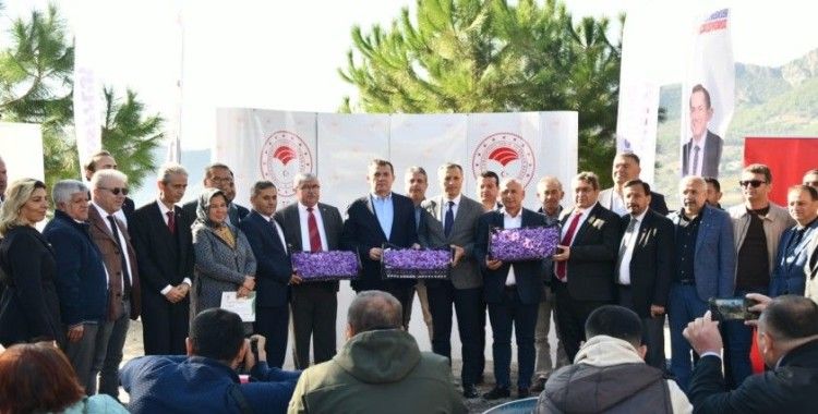 Yenişehir’de safran üretimi üçüncü yılında
