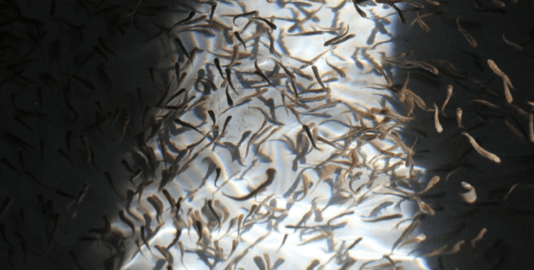 Zengin su kaynaklarının bulunduğu Erzincan'da balıkçılık yaygınlaşıyor