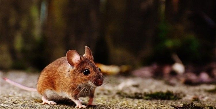 Avustralya'nın balıkçı kasabaları fare istilasıyla mücadele ediyor