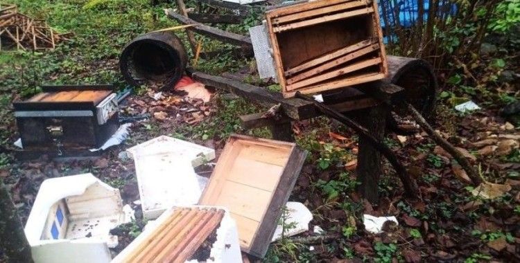 Artvin’de ayılar arı kovanlarına zarar verdi, 100 kg kestane balını midelerine indirdi
