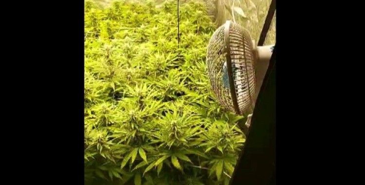 Özel düzeneklerle apartman dairesini esrar bahçesine çevirmişler
