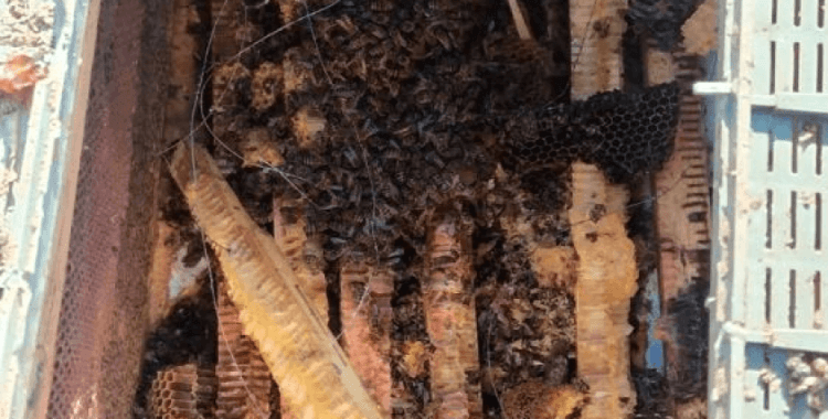 Köye inen ayılar arı kovanlarını parçaladı