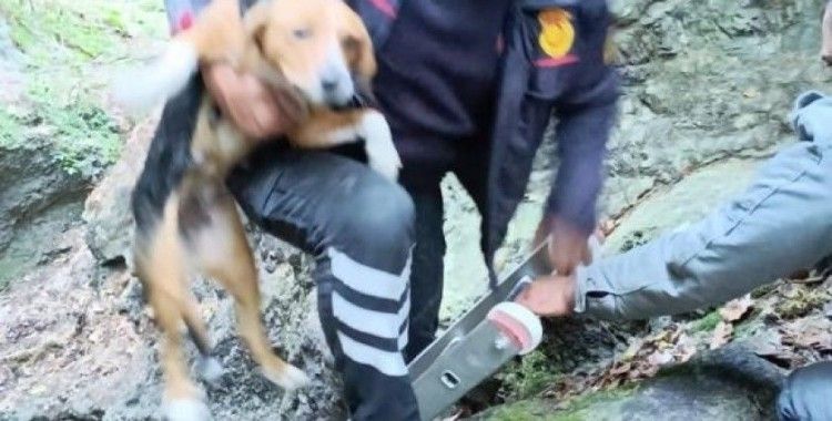 Hatay’da kuyuya düşen köpeği, itfaiye kurtardı