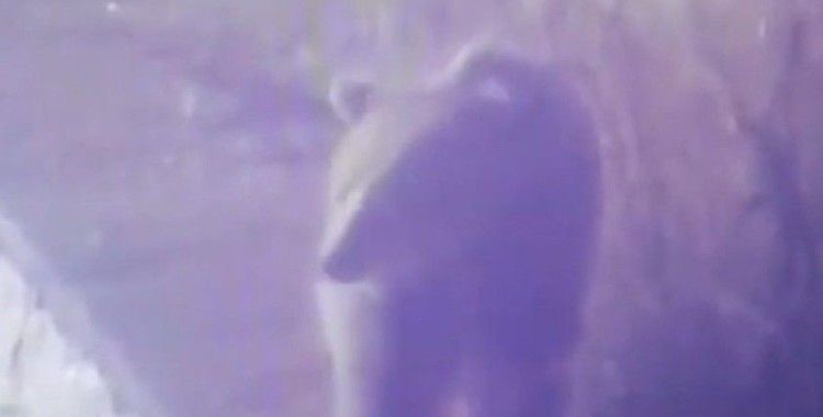 Karayoluna inen ayı kamerada
