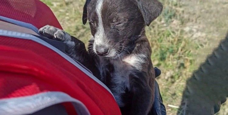 Görme engelli yavru köpek emin ellerde
