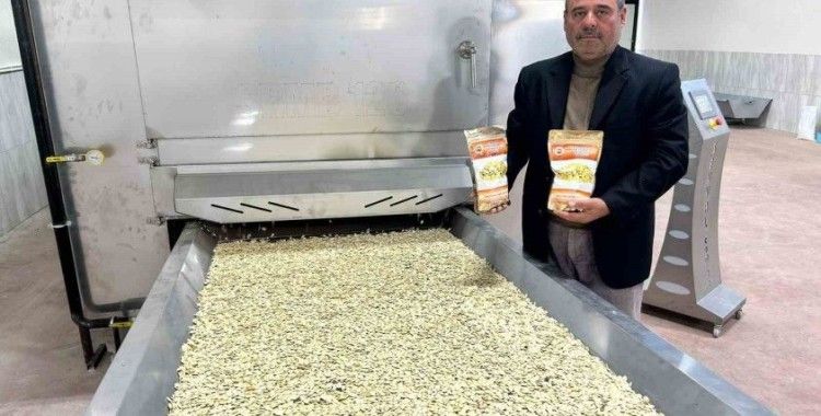 Tomarza’da kabak çekirdeğinde seri üretime geçildi
