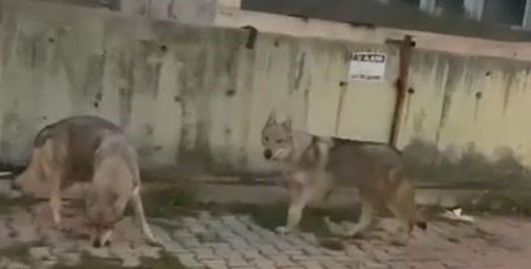 Aç kalan kurtlar İstanbul’da şehir merkezine indi

