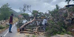 Devrilen ağaç yolu ulaşıma kapattı