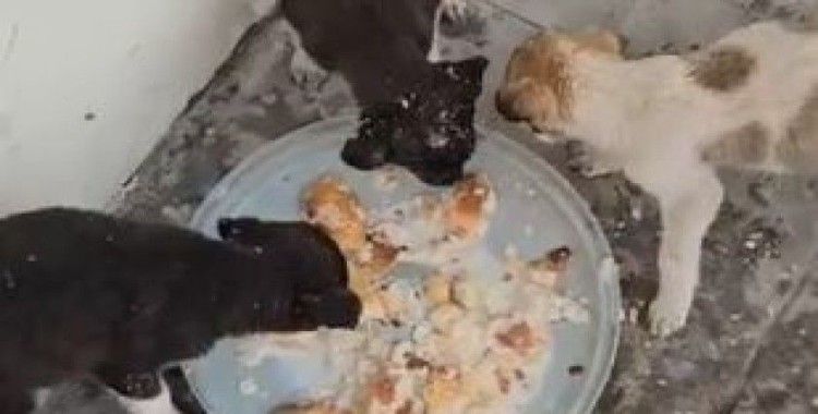 Donmak üzere olan yavru köpekler kurtarıldı