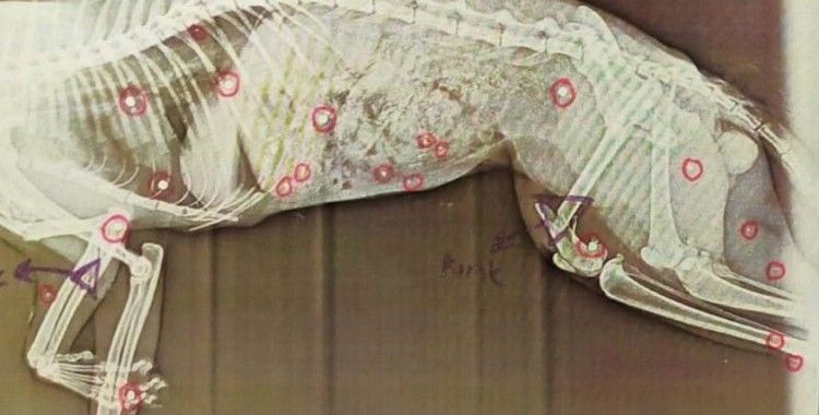 Tüfekle komşusunun kedisini telef etti, ’pişmanım’ diye kendisini savundu
