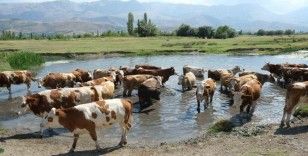 Hayvancılık destekleme için başvuru tarihleri açıklandı
