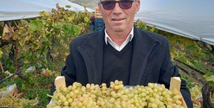 Sarıgöl’de bir yandan hasat bir yandan budama
