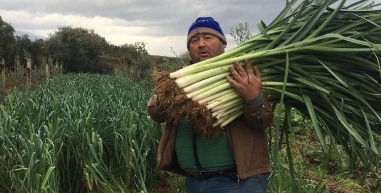 Manisalı üretici 35 yıl sonra ata tohumlarıyla sebze yetiştirmeye başladı
