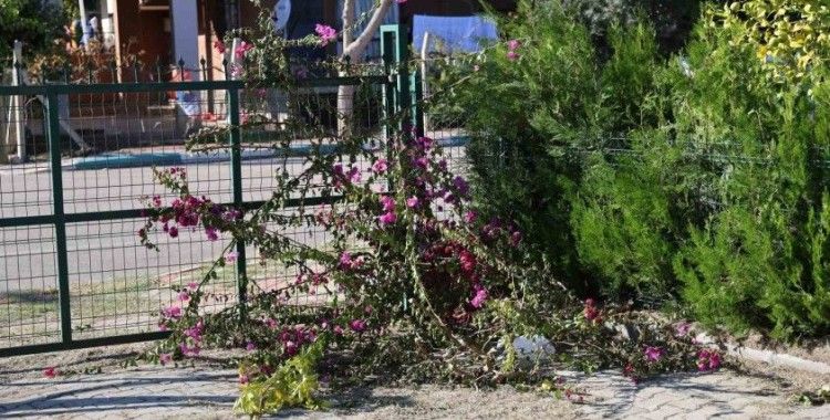 İmam ile dernek başkanı arasında ’ağaç kesme’ tartışması
