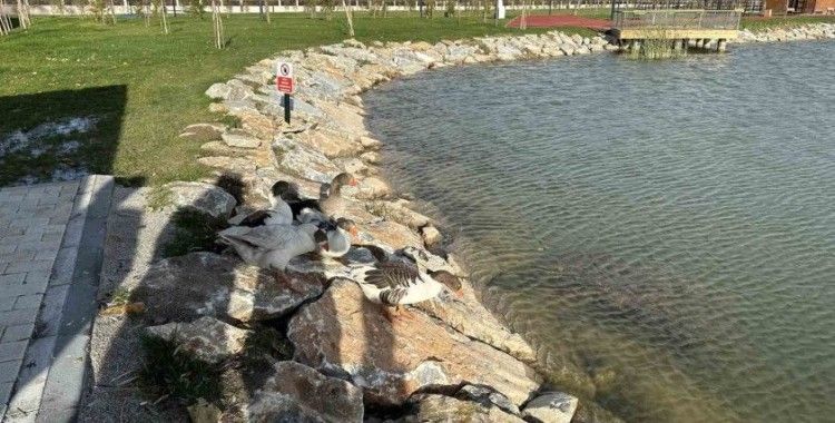 Kütahya’da Yedigöller 100. Yıl Kültür Parkı’na kaz bırakıldı
