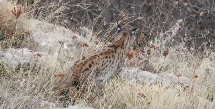 Gümüşhane’de nesli tehlikede olan vaşak görüntülendi
