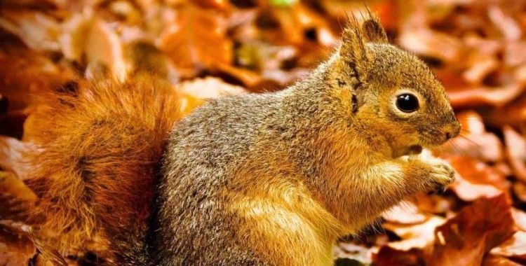 Aydın’da masalsı sonbahar ve kış manzaraları
