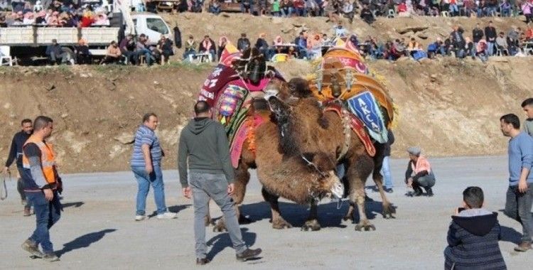 Koçarlı, Geleneksel Deve Güreşi Festivaline hazır
