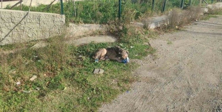 Cips hırsızı köpek kamerada