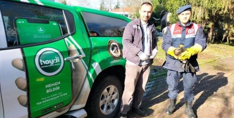 Yaralı kuşun imdadına jandarma yetişti
