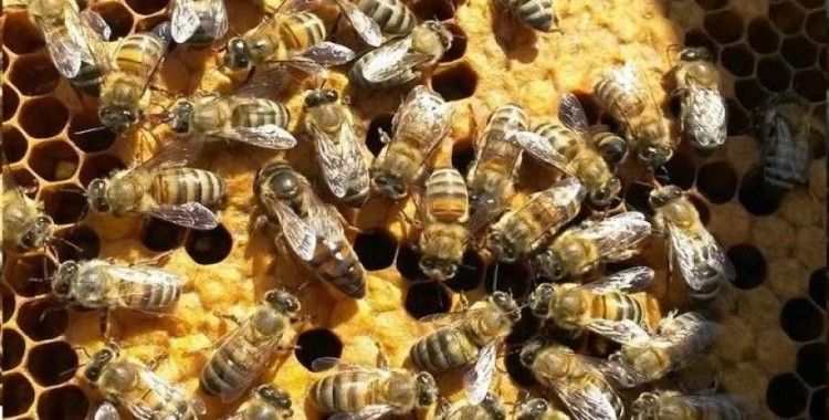 Kırklareli’ndeki 10 bin arılı kovan destekleme programına alındı