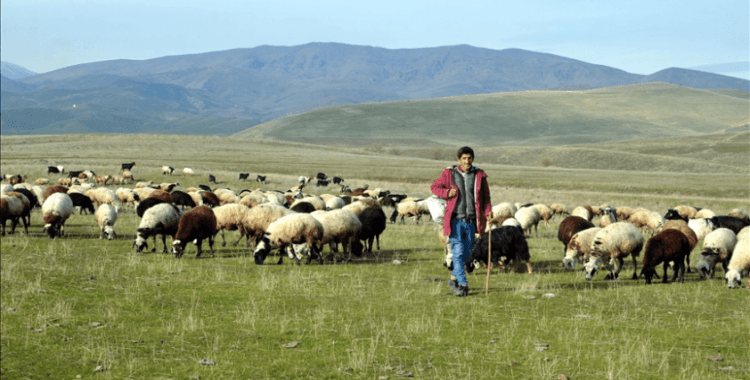 Muş'ta ısınan hava hayvanlarını merada otlatan besicileri sevindiriyor