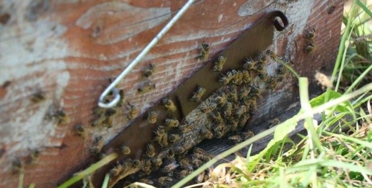 Kestane balında renk koyulaştıkça fiyatı da artıyor
