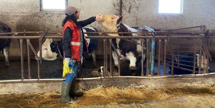 Sandıklı’da hayvanlarda şap aşılaması tamamlandı
