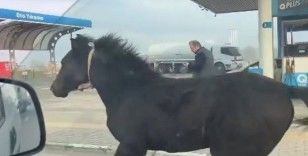 Bursa caddelerinde başıboş tay adeta araçlarla yarıştı
