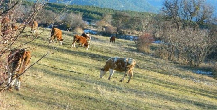 Posof’ta sonbahardan kalma günler
